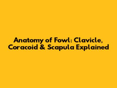 Anatomy of Fowl: Clavicle, Coracoid & Scapula Explained