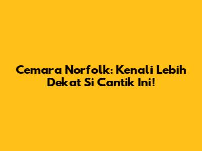 Cemara Norfolk: Kenali Lebih Dekat Si Cantik Ini!