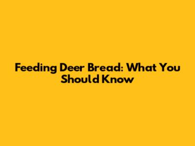 Feeding Deer Bread: What You Should Know