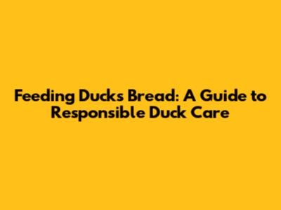 Feeding Ducks Bread: A Guide to Responsible Duck Care