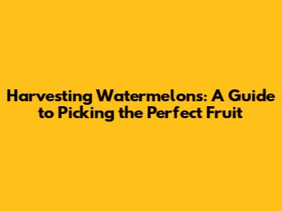Harvesting Watermelons: A Guide to Picking the Perfect Fruit
