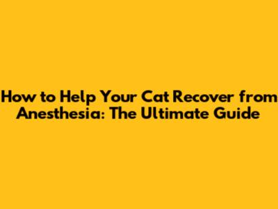 How to Help Your Cat Recover from Anesthesia: The Ultimate Guide
